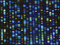 Установлен мировой рекорд по скорости секвенирования генома человека