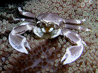 В Австралии обнаружены краб размером с миндаль и крошечная акула-фонарь