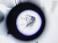 В Исландии впервые обнаружены комары из-за повышения температуры в регионе