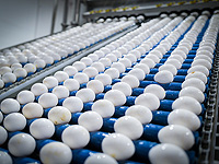 1 ноября в Израиле подорожают яйца