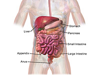 Новозеландский подросток лишился части кишечника, проглотив почти 200 магнитов