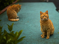 Рыжие кошки генетически отличаются от всех других млекопитающих