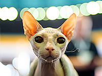 FIFe World Show 2025: крупнейшая выставка кошек в мире. Фоторепортаж