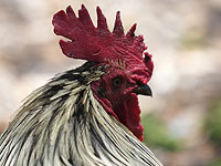 Полиция закрыла арену для петушиных боев возле Нес-Ционы