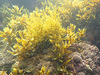 Средиземноморские водоросли Израиля являются важным ресурсом для продуктов питания и косметики