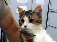 Глазную инфекцию у кошек может вылечить обычная мазь от простудного герпеса