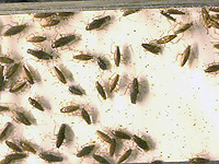 Появление тараканов связано с уровнем аллергенов и уровнем эндотоксинов в доме