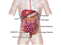 Ученые разработали капсулу, которая освещает кишечник, выявляя воспаление