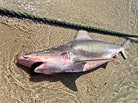 У берегов Джиср аз-Зарки найдена погибшая песочная акула