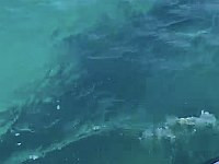 У берегов Хайфы замечена китовая акула, купание на пляжах города запрещено. Видео