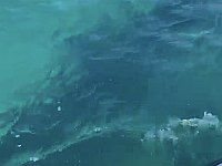 У берегов Хайфы замечена китовая акула, купание на пляжах города запрещено. Видео У берегов Хайфы замечена китовая акула, купание на пляжах города запрещено. Видео