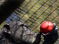 Шимпанзе используют 