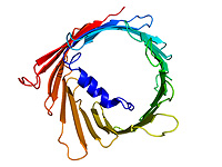 Митохондриальный белок VDAC1