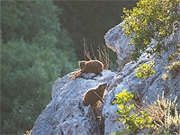 Израильские зоологи исследовали сигналы тревоги скальных даманов