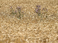 С помощью ИИ можно обнаружить сорняки на фермерских полях