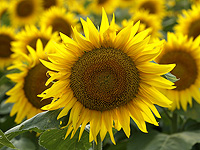 Подсолнечники могут стать будущим 