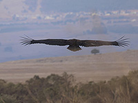 В заповеднике Гамла окольцевали редкого черного грифа