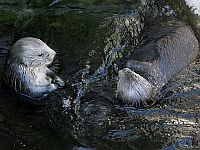 В организме морских выдр обнаружены токсичные 