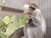 Поймана мартышка, три месяца объедавшая плодовые сады вокруг Ришон ле-Циона