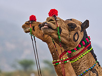 Антитела, полученные от верблюдов и лам, могут помочь в лечении Альцгеймера