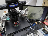 Апелляция отклонена: профессору Давиду Бидеру запрещено работать в репродуктологии