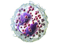 Иммунные клетки, вызывающие аллергию, оказались сильными защитниками от грибковой инфекции