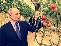 Исследователи разработали сорт томатов, устойчивый к холоду