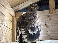 У супругов из Лода изъяты деньги, оружие и охраняемая законом хищная птица