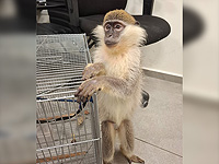 На привязи в одиночестве в недостроенном доме: в Тайбе конфискована зеленая мартышка