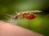 Ученые научились отслеживать переносчиков лейшманиоза по всему Израилю