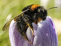 Ученые научили шмелей понимать азбуку Морзе