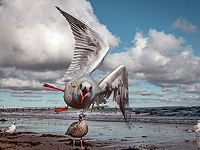 Крик – лучший способ отпугнуть чаек, показывает исследование