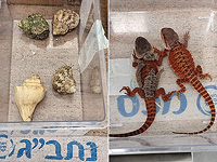 186 животных в чемодане: задержан вернувшийся из Таиланда турист