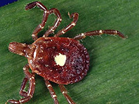 В США зарегистрировали первый случай смерти от аллергии на мясо, возникшей после укуса клеща