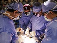 Ученые впервые предотвратили отторжение пересаженной почки свиньи