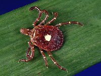 Подтверждена первая смерть от аллергии на мясо после укуса клеща