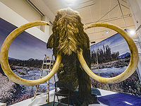 Из шерстистого мамонта выделена древнейшая в мире РНК