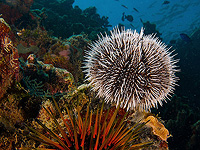 Морские ежи состоят из одного мозга, показало исследование