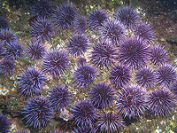 Израильские ученые выяснили причины гибели морских ежей по всему мировому океану Израильские ученые выяснили причины гибели морских ежей по всему мировому океану