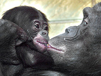 Целоваться начали 20 миллионов лет назад – предки обезьян и неандертальцы