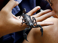 Яд амазонского скорпиона показал эффективность в борьбе с раком груди