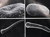 Добавки Омега-3 повышают выживаемость молодых кораллов