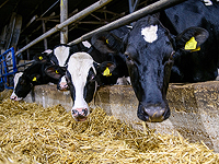 Минфин представил план поддержки молочных ферм в обмен на реформу рынка