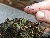 Ежедневное воздействие микропластика связано с атеросклерозом у мужчин