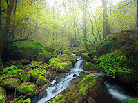 Иран запросил иностранную помощь для тушения пожаров в Гирканских лесах