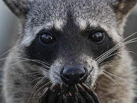 Исследование: из-за близости к людям еноты эволюционируют