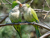 Ученые выяснили, что попугаи медленно заводят новые знакомства, чтобы избежать агрессии Ученые выяснили, что попугаи медленно заводят новые знакомства, чтобы избежать агрессии