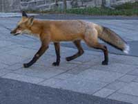 Лиса на счастье. Перед матчем Лиги чемпионов трибуну 