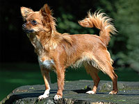 Даже крошечные собаки, такие как чихуахуа, несут ДНК волка