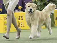 У золотистых ретриверов и людей есть генетическое сходство